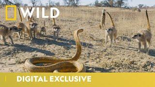 Cobra Vs. Meerkat  Wild Africa  National Geographic Wild UK