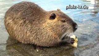 Natur vor der Haustür - Die zahmen Biberratten  Nutria  im alten Hafen von Speyer