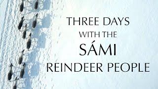 Three Days with the Sámi Reindeer People Swedish Lapland