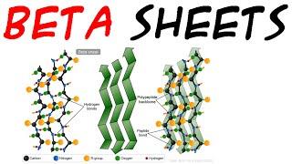 Beta sheet  beta pleated sheet  secondary protein structure