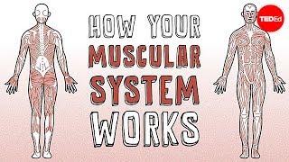 How your muscular system works - Emma Bryce