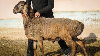 Достигают 200 кг веса. Таджикистан развивает уникальную гиссарскую породу овец