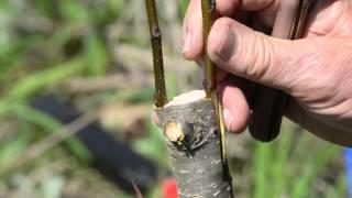 EarthWise Episode Ten - Grafting 101 How to Graft a Pear Tree
