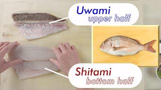 How the master chef slices Tai Seabream for nigiri