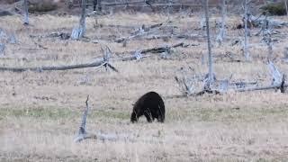 Black Bear Canters Through A Field Of Snags In Yellowstone