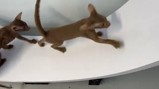 4 Month Old Oriental Shorthair kittens discovering  Ziggy-Do cat wheel