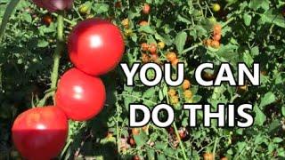 GROWING TOMATOES with NO Fertilizer NO Compost during Drought