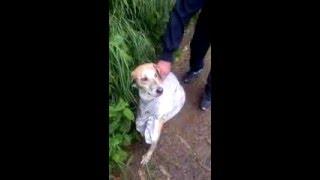 Rescate de perro abandonado en una avenida dentro de un costal