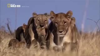Afrikas cleverste Jäger - Raubkatzen auf Jagd Nat Geo Wild Doku