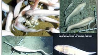 Deep Sea Creatures - The Hadal Zone