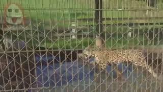 ягуар в клетке с тигром