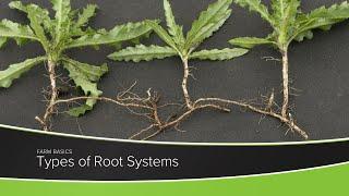 Types of Root Systems