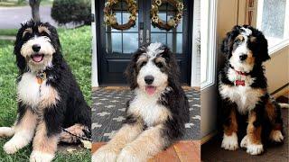 Bernedoodle  Funny and Cute dog video compilation in 2022.