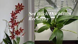 Stressed Set Back Oncidium Orchid Bounces Back Quickly  Steps for Full Recovery - Transplant Shock