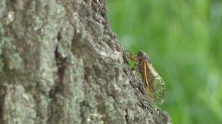 Mite bites may be tied to 17-year cicada experts say