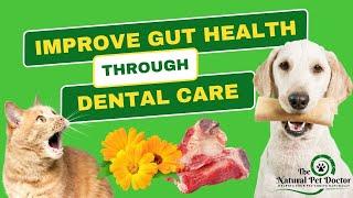 Improve Your Pets Gut Health The Role of Dental Care with Dr. Katie Woodley