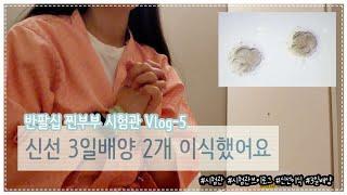 반팔십 찐부부의 시험관 Vlog-5- 3일배양 신선이식썰 풀어요