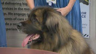 Retirement party held for mans best friend