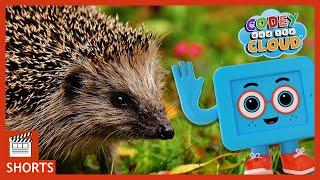 Hedgehog and Baby Animal Facts For Kids  Codey And The Cloud S1 • E2