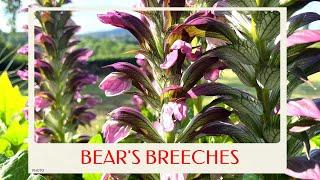 calm journey into the realm of  gorgeous bears breeches Summer Beauty tour