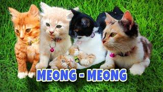 Anak Kucing Meong Meong ‼️ KUCING LUCU BANGET BIKIN GEMES  KUCING MEONG MEONG