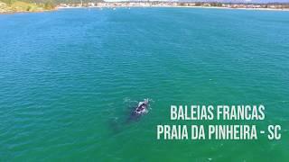 Baleia Franca na Praia da Pinheira - SC 2018 Imagens de Drone 27k