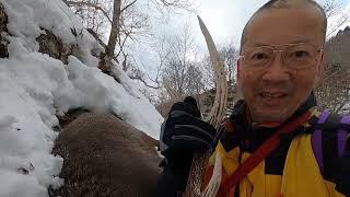 Japanese deer hunt in early spring 2023