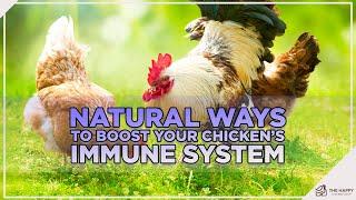 7 Natural Ways to Boost Your Chicken’s Immune System 2