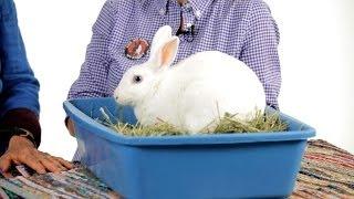 Can Rabbits Be Litter Trained?  Pet Rabbits