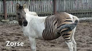 Zorse Sounds Zebra-Horse Hybrid