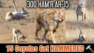 15 Coyotes Down 300 HAMR AR-15  Epic Daytime Coyote Hunting 