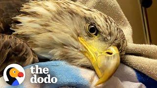 Vet Helps Bald Eagle Learn How To Fly Again  The Dodo