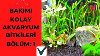 Bakımı Kolay Akvaryum Bitkileri  Bölüm 1 - Saz Bitkisi