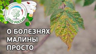 Болезни и лечение малины. Антракноз. Септориоз. Дидимелла. Серая гнильБотритис