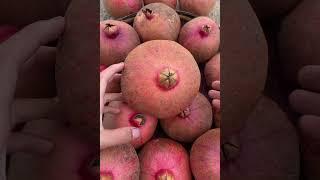 Amazing farm fresh pomegranate #shorts #food