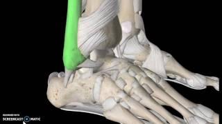 Foot Anatomy Tutorial Ligaments