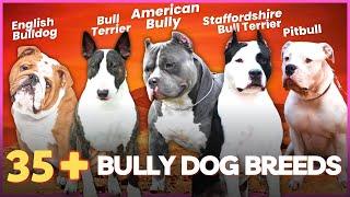 38 Bully Dog Breeds That Can Be Great Family Pets