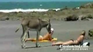 Frisky Donkey Finds Himself A Nice Little Ass 