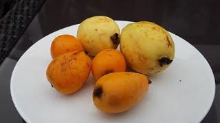 Double unusual fruit tasting loquat and Egyptian guava from my local corner shop 