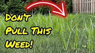 Do NOT Pull This Weed  Kill Nutsedge Using This Instead