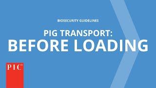 Pig Transport Before Loading  Pig Improvement Company