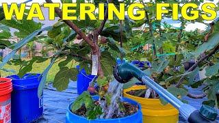 How To Water Fig Trees In Containers And When To Water Figs