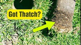 What Is Thatch In The Lawn?  What It Looks Like & Why Its Bad For Your Grass