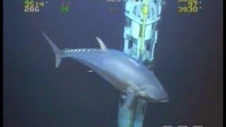 WORLD RECORD FISH 18ft Tuna  ROV Deepwater Footage Bluefin Yellowfin Redfish