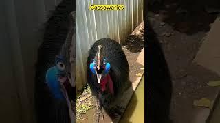 southern cassowary Casuariu #shorts #viral