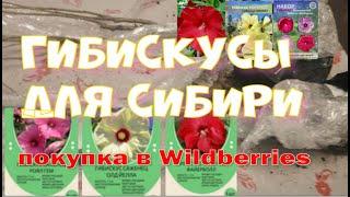 Гибисусы из Widberris. Семена и саженцы. Обзор покупки.