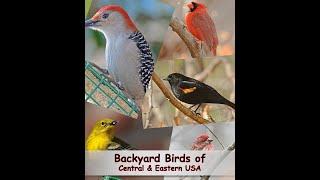 Identify Your Common Backyard Birds Central & Eastern USA