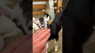 Baby goat is hungry #dairygoats #goatfarming #goats #babygoat #dairyfarm #alpinegoats #ziegen