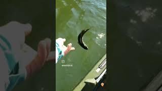 YakAttack - Chasing Holston River Smallmouth