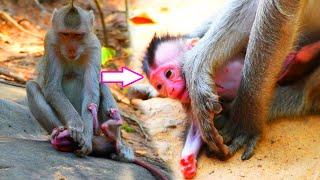 Incredible animals Cute Balu Baby Hungry And Crying Sound Need Milk From Mom